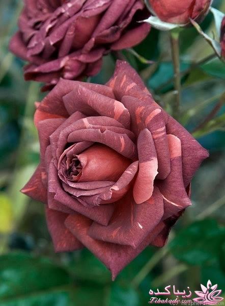 عکس های جالب